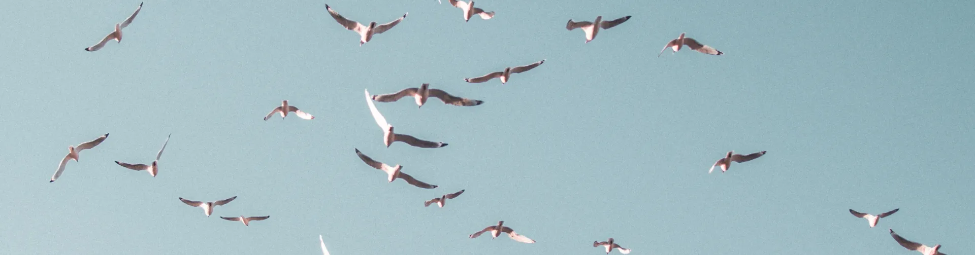 En flock måsar som flyger med himlen i bakgrunden